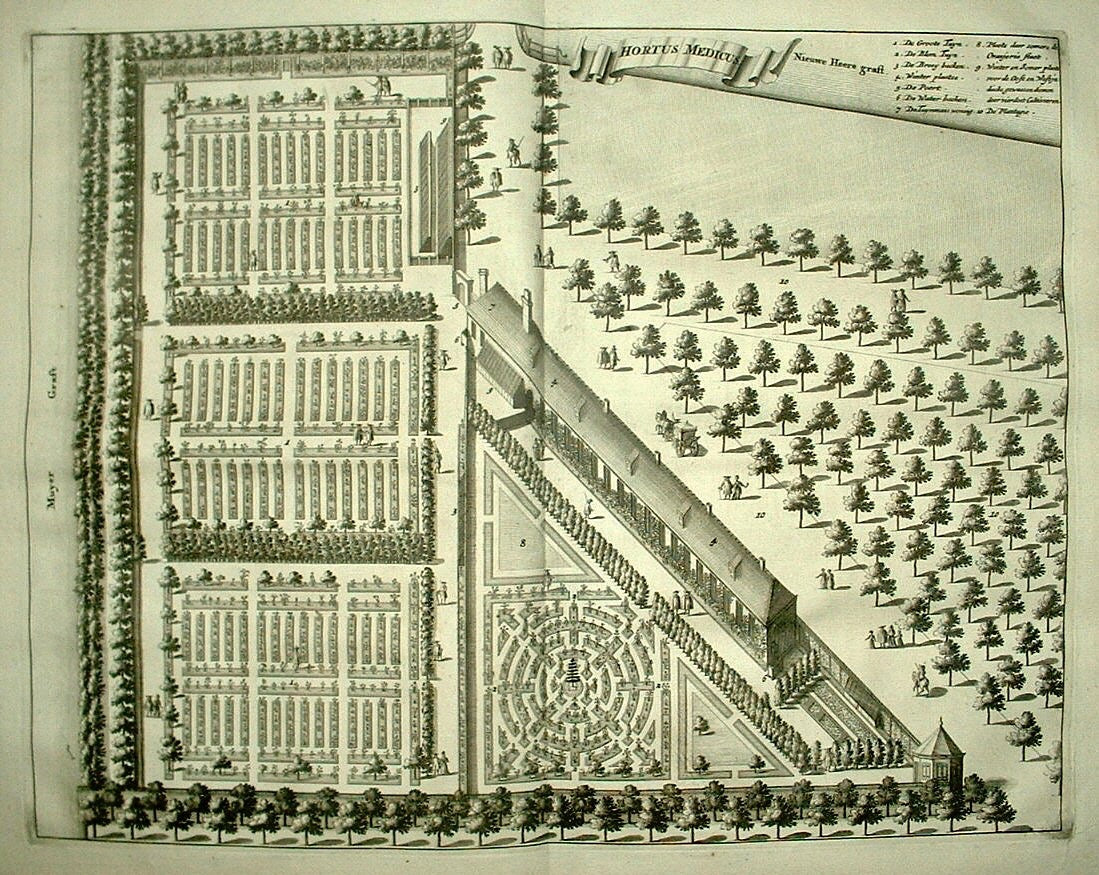 AMSTERDAM Hortus Botanicus Plantage Middenlaan - C Commelin - 1693